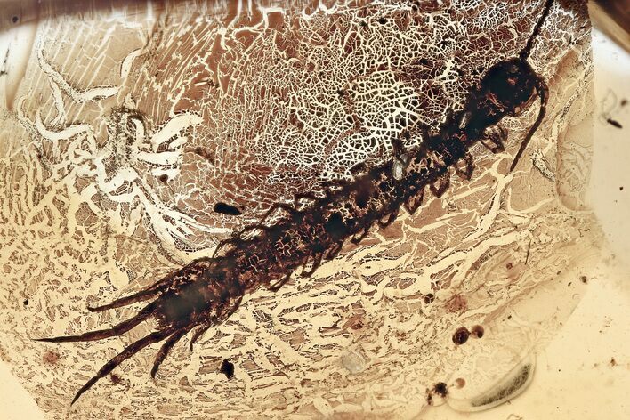 Detailed Fossil Stone Centipede (Lithobiidae) In Baltic Amber #315526
